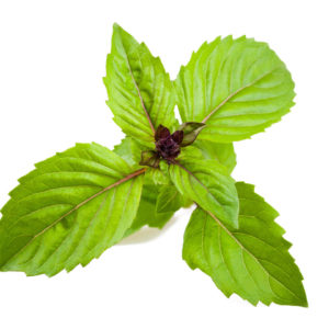 Cinnamon Basil - 3 pack