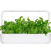 Mibuna - 3 pack - Image 2