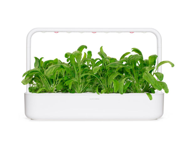 Mibuna - 3 pack - Image 2