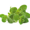 Oregano - 3 pack