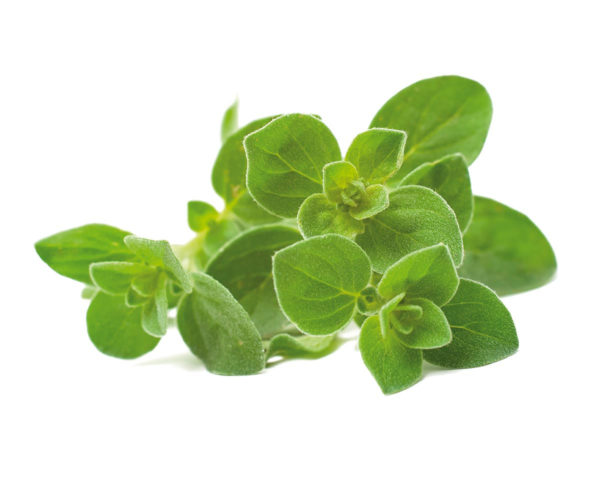 Oregano - 3 pack
