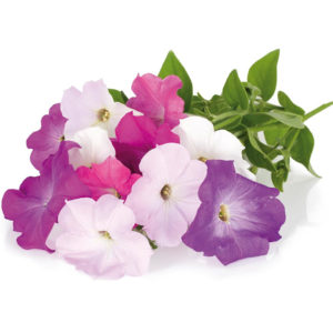 Petunia - 3 pack