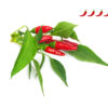 Piri Piri Chili Pepper - 3 pack