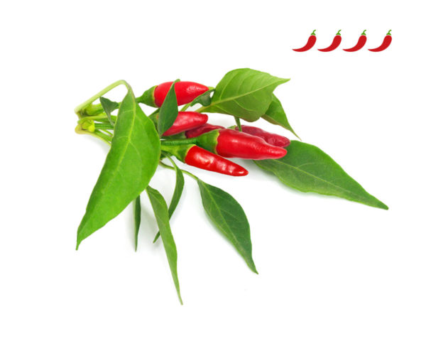 Piri Piri Chili Pepper - 3 pack