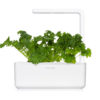 Wasabi Mustard - 3 pack - Image 2
