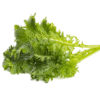Wasabi Mustard - 3 pack