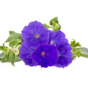 Blue Petunia - 3 pack